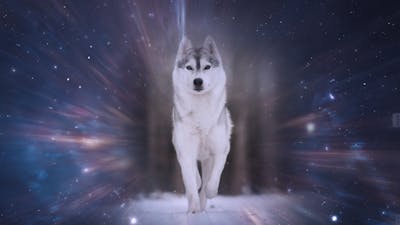 I Need My Wolf Back