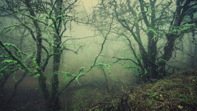 Kahu Fred Sterling on The Great Shift