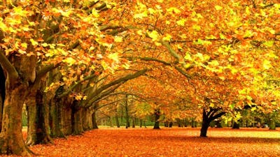 Living from Vision (Ilona Selke)