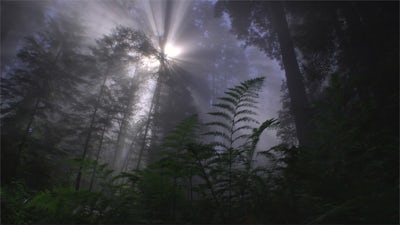 Gaia Speaks: A Message From Our Mother