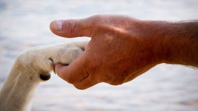 Universal Consciousness and Animal Communication with Amelia Kinkade