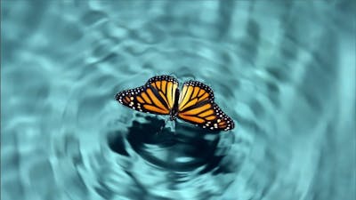 Truthfulness as Clear, Nonviolent Communication