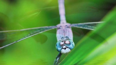 Steadiness Audio Meditation