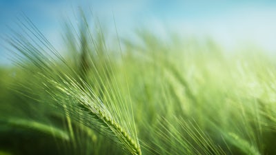 Clear Connection - Seventh Chakra