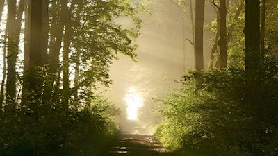 Der Pfad: Jenseits