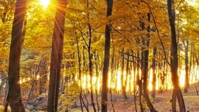 A Meditation on Metta