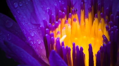 Conecta con tus Chakras 