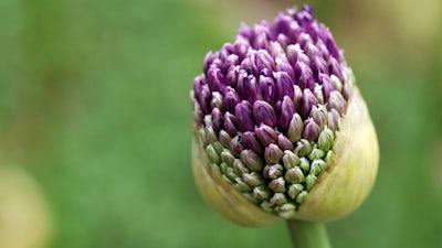 Remarkable Healings (Dr. Shakuntala Modi) – Part 1