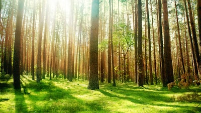 The Invisible Path to Success (Robert Scheinfeld)