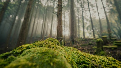 Yoga Nidra for Stress Relief: Audio Meditation