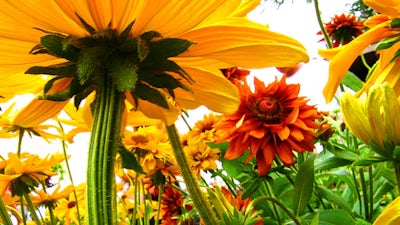 Brian Breiling on the Healing Power of Color