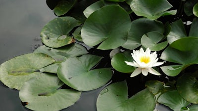 All I Ever Wanted… (Catherine Lenard)