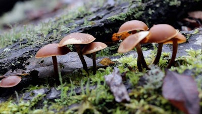 La psilocibina aumenta las conexiones cerebrales