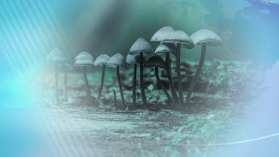 Estudio confirma que las microdosis de psilocibina mejoran la salud mental