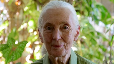 Jane Goodall - Die nächste Generation