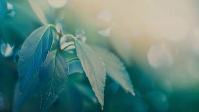 The Inside Scoop on Healing with Dr. Hyla Cass