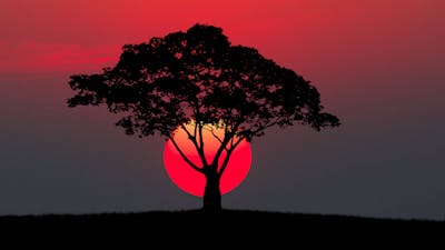Andrew Harvey on Sacred Activism