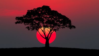 Andrew Harvey on Sacred Activism