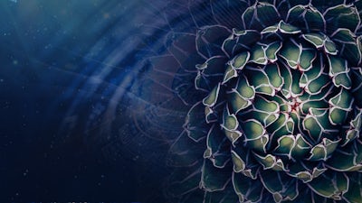 La naturaleza del tiempo y la fuerza vital