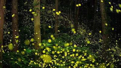 Libération Émotionnelle 