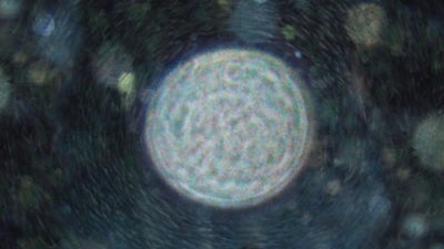 Orbs: The Veil Is Lifting