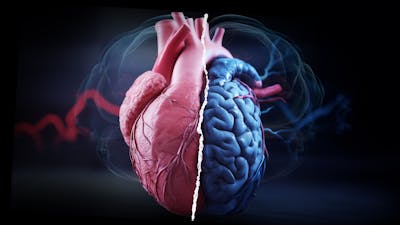 Your Heart has a Brain