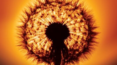 In the Beginning There Was Light