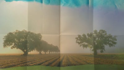 La Réunion : tisanes créoles