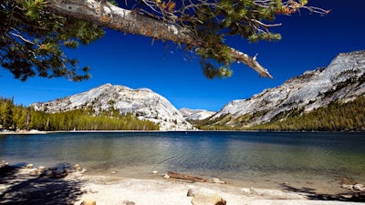 Shaman Healer Sage (Alberto Villoldo)