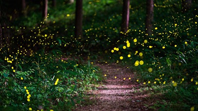 Rupert Sheldrake on Morphic Resonance