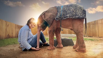 Diary of an Elephant Orphan