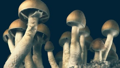 Psilocybin Mushroom Explorer with Simon G. Powell