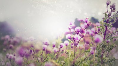Backyard Foraging with Brigitte Mars