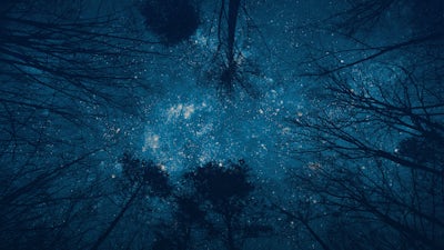 Jim Robbins on Why Trees Matter