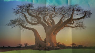 Sénégal, la rencontre des médecines