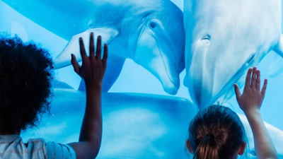 The Dolphin Connection