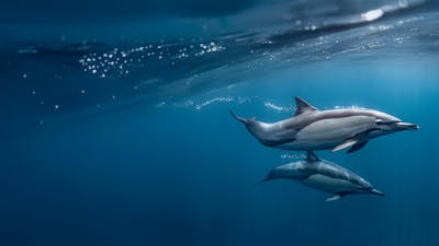 Ocean Souls : Les Âmes des Océans