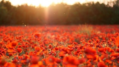 Un paseo por los siete chakras