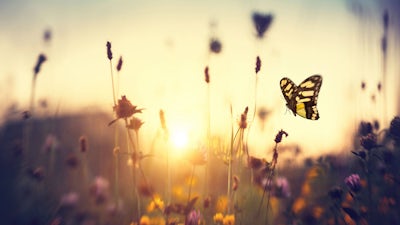 Bill McKenna on The Only Lesson