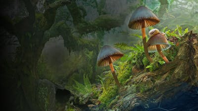 Fantastische Pilze – Die magische Welt zu unseren Füßen