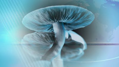 Psilocybin for Depression