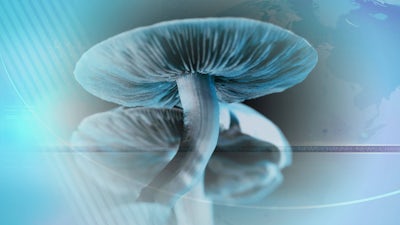 Psilocybin for Depression