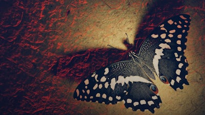 A Happiness How-To with Robert Holden