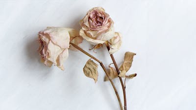 Was Begleiter von Sterbenden wissen müssen