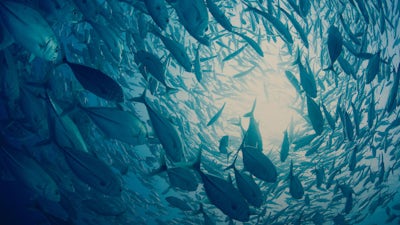 Saving Our Seas with Patricia Cori