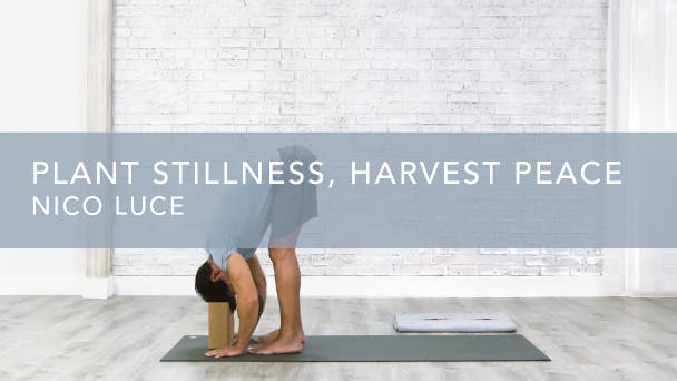 Plant Stillness, Harvest Peace