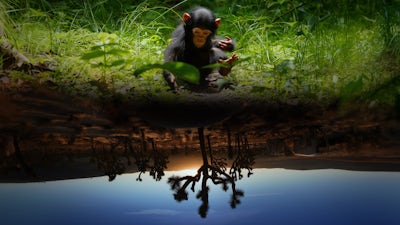 Fools' Paradise (lost?)