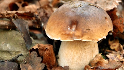 John Rush on Mushrooms in Christian Art