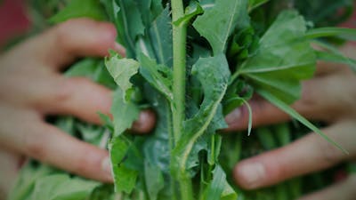 Common Weeds and Wild Edibles of the World