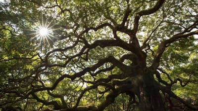 Sacred Economics